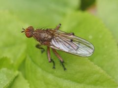Scathophaga furcata by (c) Michael Knapp, some rights reserved (CC BY), uploaded by Michael Knapp. Used under a CC-BY license.
