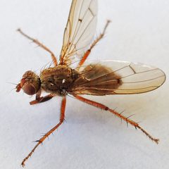 Scathophaga furcata by (c) Bill Keim, some rights reserved (CC BY). Used under a CC-BY license.