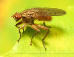 Scathophaga furcata by (c) Katja Schulz, some rights reserved (CC BY). Used under a CC-BY license.