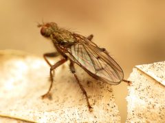 Scathophaga furcata by (c) Katja Schulz, some rights reserved (CC BY). Used under a CC-BY license.