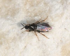 Aspistinae by (c) Andrew Meeds, some rights reserved (CC BY), uploaded by Andrew Meeds. Used under a CC-BY license.