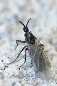 Scatopsinae by (c) Robert Roach, some rights reserved (CC BY), uploaded by Robert Roach. Used under a CC-BY license.