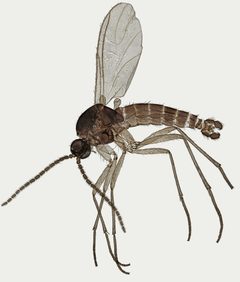 Corynoptera by (c) Janet Graham, some rights reserved (CC BY). Used under a CC-BY license.