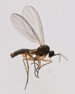 Scatopsciara by no rights reserved, uploaded by Mike Palmer. Used under a CC0 license.
