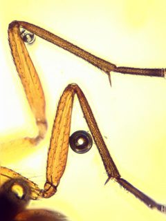 Scatopsciara by no rights reserved, uploaded by Mike Palmer. Used under a CC0 license.
