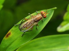 Tetanocera vicina by (c) Katja Schulz, some rights reserved (CC BY), uploaded by Katja Schulz. Used under a CC-BY license.