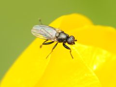 Copromyzinae by (c) Katja Schulz, some rights reserved (CC BY), uploaded by Katja Schulz. Used under a CC-BY license.