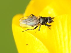Copromyzinae by (c) Katja Schulz, some rights reserved (CC BY), uploaded by Katja Schulz. Used under a CC-BY license.