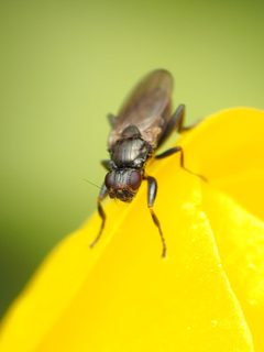 Copromyzinae by (c) Katja Schulz, some rights reserved (CC BY), uploaded by Katja Schulz. Used under a CC-BY license.