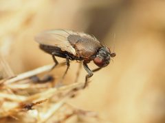 Coproica by (c) Katja Schulz, some rights reserved (CC BY), uploaded by Katja Schulz. Used under a CC-BY license.