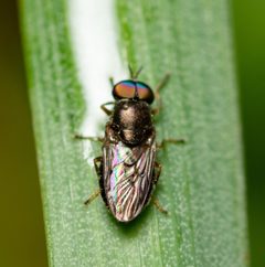 Allognosta obscuriventris by (c) Justin Williams, some rights reserved (CC BY), uploaded by Justin Williams. Used under a CC-BY license.