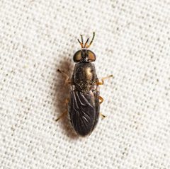 Allognosta obscuriventris by (c) Justin Williams, some rights reserved (CC BY), uploaded by Justin Williams. Used under a CC-BY license.