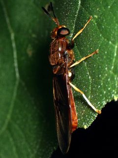 Hermetia concinna by (c) Sue Carnahan, some rights reserved (CC BY), uploaded by Sue Carnahan. Used under a CC-BY license.