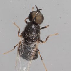 Nemotelus bruesii by (c) Victor Engel, some rights reserved (CC BY), uploaded by Victor Engel. Used under a CC-BY license.