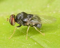 Gowdeyana punctifera by (c) skitterbug, some rights reserved (CC BY), uploaded by skitterbug. Used under a CC-BY license.