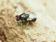 Neopachygaster maculicornis by (c) Katja Schulz, some rights reserved (CC BY), uploaded by Katja Schulz. Used under a CC-BY license.