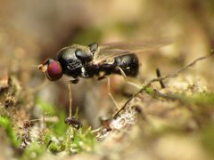 Neopachygaster maculicornis by (c) Katja Schulz, some rights reserved (CC BY), uploaded by Katja Schulz. Used under a CC-BY license.
