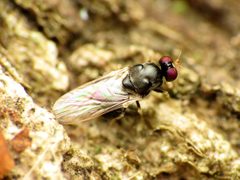 Neopachygaster maculicornis by (c) Katja Schulz, some rights reserved (CC BY), uploaded by Katja Schulz. Used under a CC-BY license.