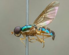 Cephalochrysa by (c) Zachary Dankowicz, some rights reserved (CC BY), uploaded by Zachary Dankowicz. Used under a CC-BY license.