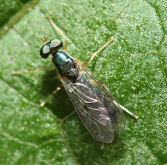 Merosargus caeruleifrons by (c) Zachary Dankowicz, some rights reserved (CC BY), uploaded by Zachary Dankowicz. Used under a CC-BY license.