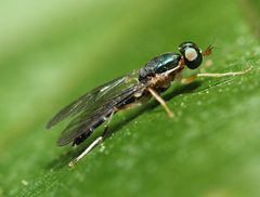 Merosargus caeruleifrons by (c) Zachary Dankowicz, some rights reserved (CC BY), uploaded by Zachary Dankowicz. Used under a CC-BY license.