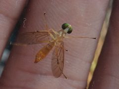 Ptecticus trivittatus by (c) Sam Kieschnick, some rights reserved (CC BY), uploaded by Sam Kieschnick. Used under a CC-BY license.