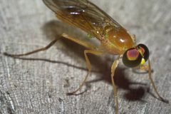 Ptecticus trivittatus by no rights reserved, uploaded by Robert. Used under a CC0 license.