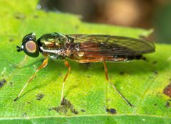 Sargus bipunctatus by (c) Don Loarie, some rights reserved (CC BY), uploaded by Don Loarie. Used under a CC-BY license.