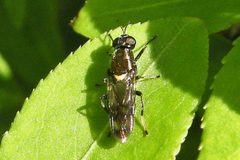 Myxosargus nigricormis by (c) Bill Keim, some rights reserved (CC BY). Used under a CC-BY license.