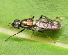 Myxosargus nigricormis by (c) skitterbug, some rights reserved (CC BY), uploaded by skitterbug. Used under a CC-BY license.