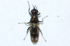 Myxosargus nigricormis by (c) Owen Strickland, some rights reserved (CC BY), uploaded by Owen Strickland. Used under a CC-BY license.