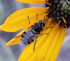 Anoplodonta nigrirostris by (c) Doug Macaulay, some rights reserved (CC BY), uploaded by Doug Macaulay. Used under a CC-BY license.