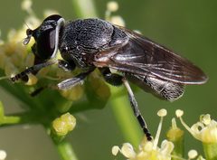 Myolepta by (c) Catherine C. Galley, some rights reserved (CC BY), uploaded by Catherine C. Galley. Used under a CC-BY license.