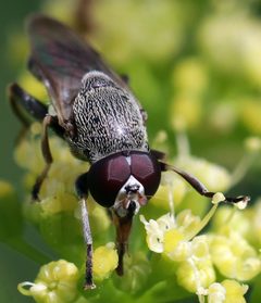Myolepta by (c) Catherine C. Galley, some rights reserved (CC BY), uploaded by Catherine C. Galley. Used under a CC-BY license.
