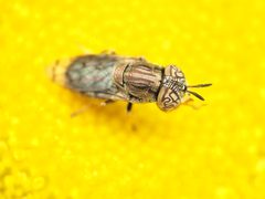 Orthonevra nitida by (c) Katja Schulz, some rights reserved (CC BY), uploaded by Katja Schulz. Used under a CC-BY license.