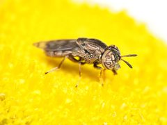 Orthonevra nitida by (c) Katja Schulz, some rights reserved (CC BY), uploaded by Katja Schulz. Used under a CC-BY license.