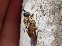 Callicera erratica by (c) Evan M. Raskin, some rights reserved (CC BY), uploaded by Evan M. Raskin. Used under a CC-BY license.