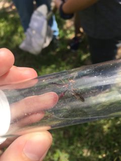 Monoceromyia floridensis by no rights reserved, uploaded by Jade Fortnash. Used under a CC0 license.