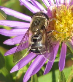 Asemosyrphus polygrammus by no rights reserved, uploaded by Steve Wells. Used under a CC0 license.