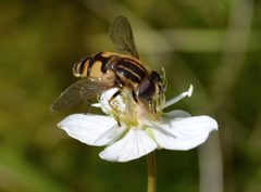 Helophilus neoaffinis by (c) Jason Grant, some rights reserved (CC BY), uploaded by Jason Grant. Used under a CC-BY license.
