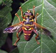 Meromacrus gloriosus by (c) Catherine C. Galley, some rights reserved (CC BY), uploaded by Catherine C. Galley. Used under a CC-BY license.