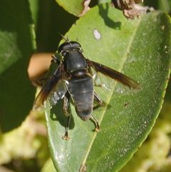 Meromacrus by (c) vinicius_s_domingues, some rights reserved (CC BY). Used under a CC-BY license.