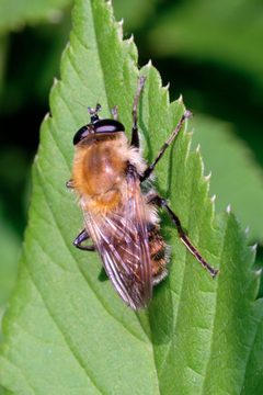 Criorhina by (c) Lukas Large, some rights reserved (CC BY), uploaded by Lukas Large. Used under a CC-BY license.