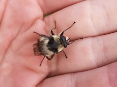 Criorhina kincaidi by no rights reserved, uploaded by Braden J. Judson. Used under a CC0 license.