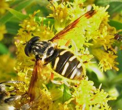 Sericomyia chrysotoxoides by (c) christine123, some rights reserved (CC BY), uploaded by christine123. Used under a CC-BY license.