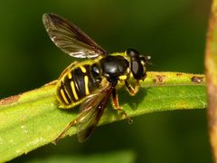 Sericomyia chrysotoxoides by no rights reserved, uploaded by Todd Eiben. Used under a CC0 license.