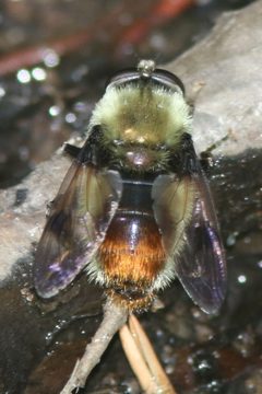 Sericomyia flagrans by (c) John Thomlinson, some rights reserved (CC BY), uploaded by John Thomlinson. Used under a CC-BY license.