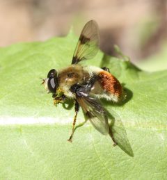 Sericomyia flagrans by (c) Andrew Meeds, some rights reserved (CC BY), uploaded by Andrew Meeds. Used under a CC-BY license.