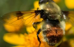 Sericomyia flagrans by (c) mark-groeneveld, some rights reserved (CC BY), uploaded by mark-groeneveld. Used under a CC-BY license.
