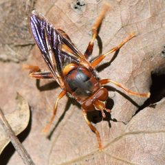Teuchocnemis bacuntius by (c) Douglas Hooper, some rights reserved (CC BY), uploaded by Douglas Hooper. Used under a CC-BY license.